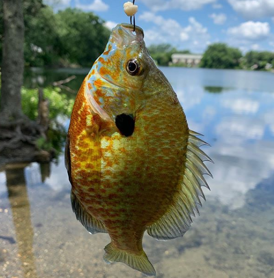 1 bluegill