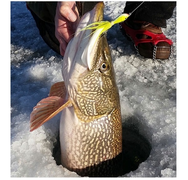 Northern Pike Winter Fishing