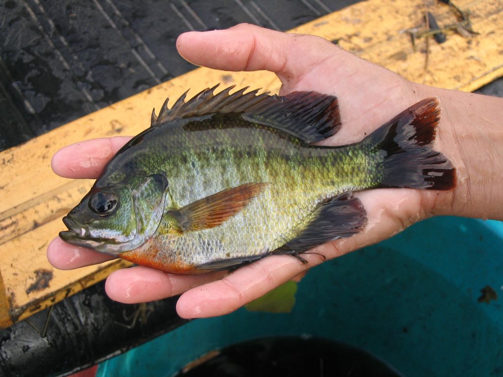 blue gill