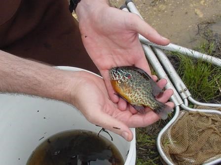 blue gill fishing