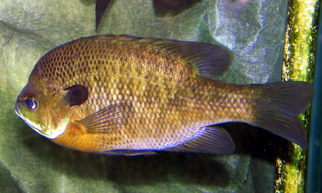 bluegill