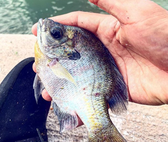 bluegill fish caught