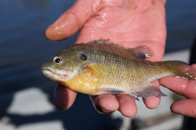 bluegill fish in hands