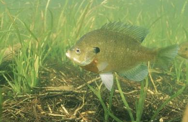 bluegill