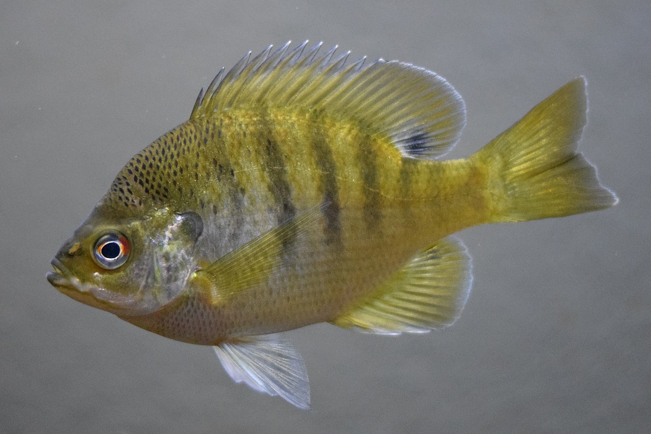 fish bluegill