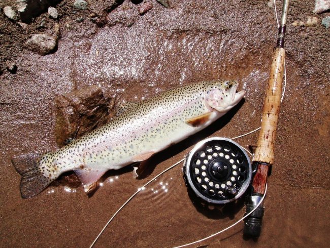 fishing line for trout