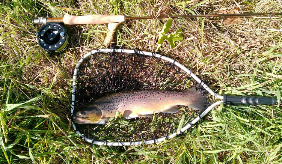 trout fishing