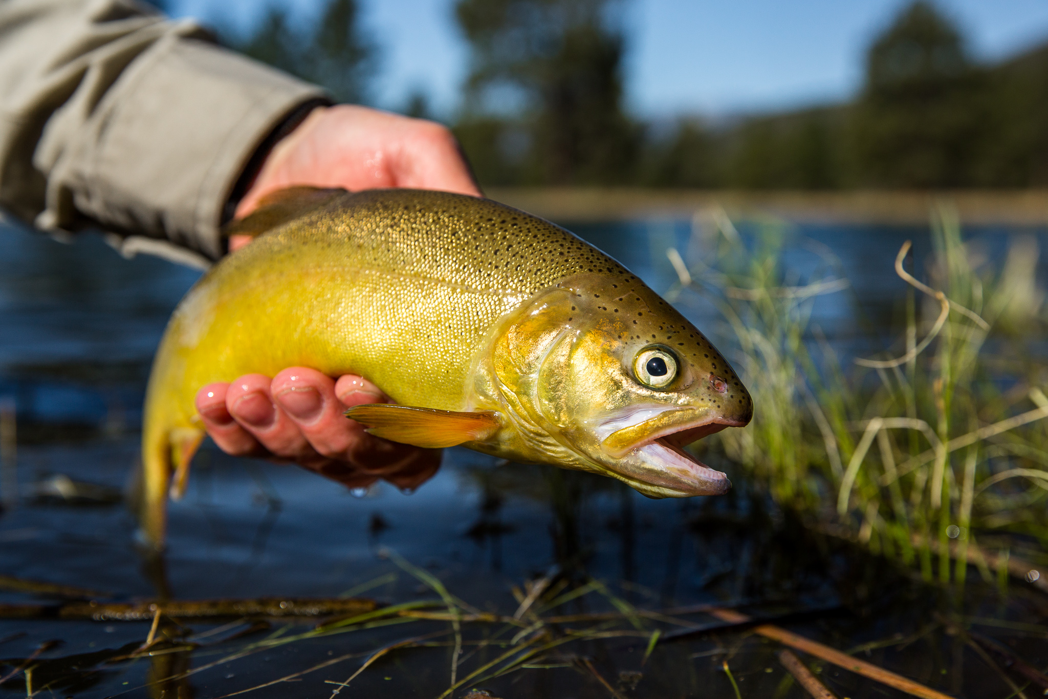 trout fish